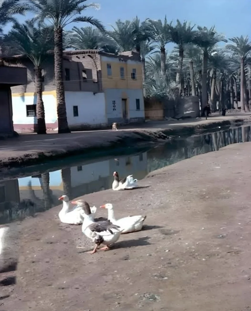 ریشه ها