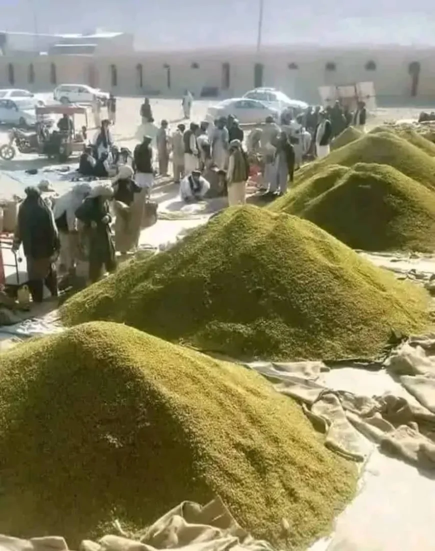 نسوار و اقتصاد